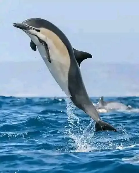 Dolphin leaping from the ocean during a Mombasa tours coastal wildlife experience