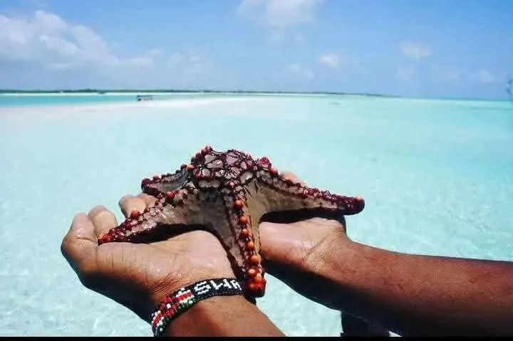Traveler holding a starfish over shallow blue water on a Mombasa tours sandbank stop