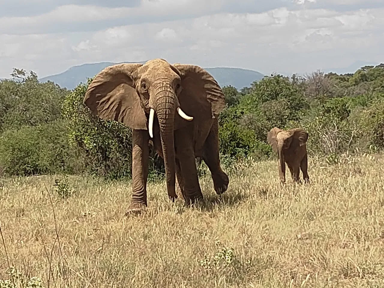 Elephant crossing the plains on a Tsavo East and Amboseli safari