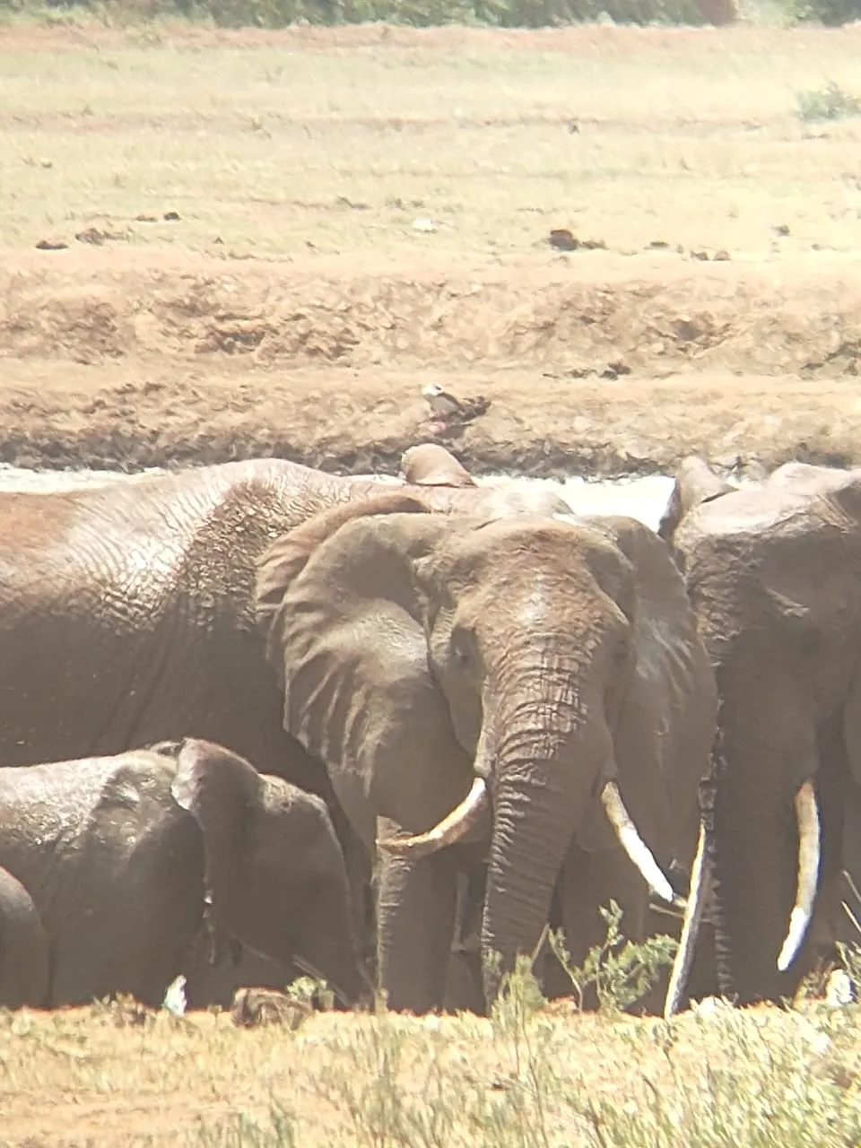 Elephants at a waterhole during a Tsavo East and Amboseli safari