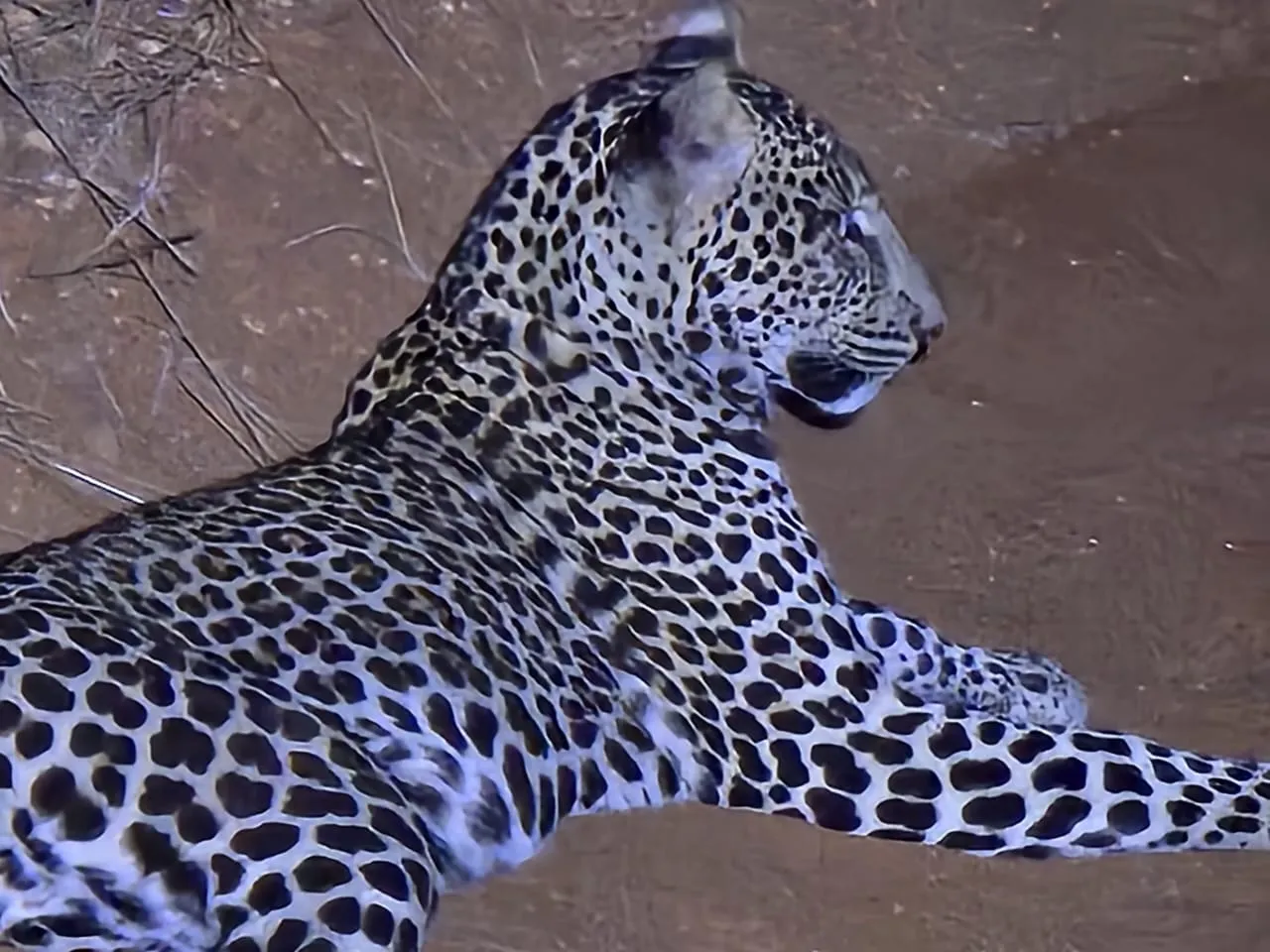 Close-up leopard sighting on a Tsavo East and Amboseli safari