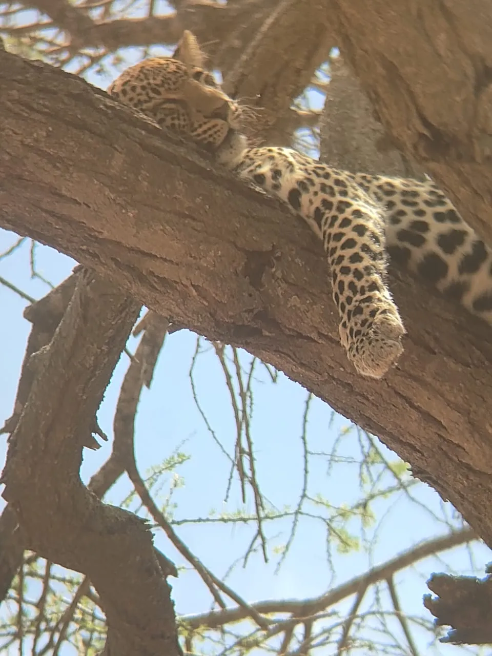 Leopard resting in a tree during a Tsavo East and Amboseli safari