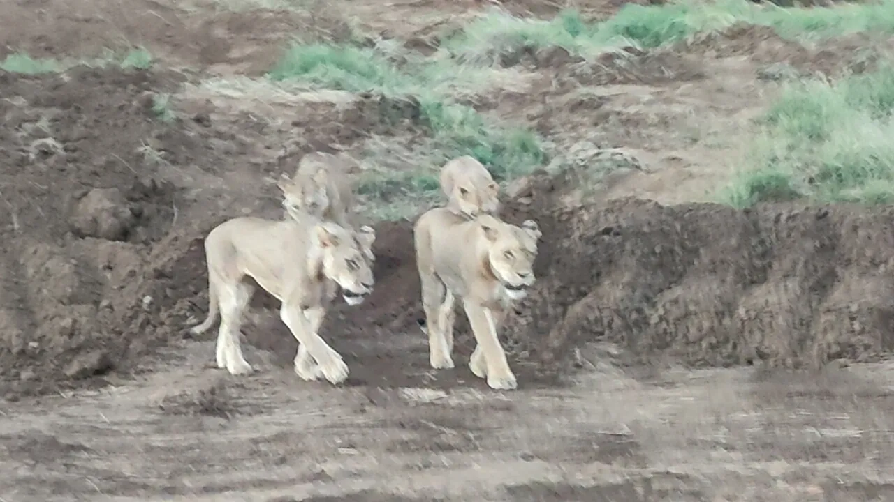 Lion cubs seen during a Tsavo East and Amboseli safari adventure