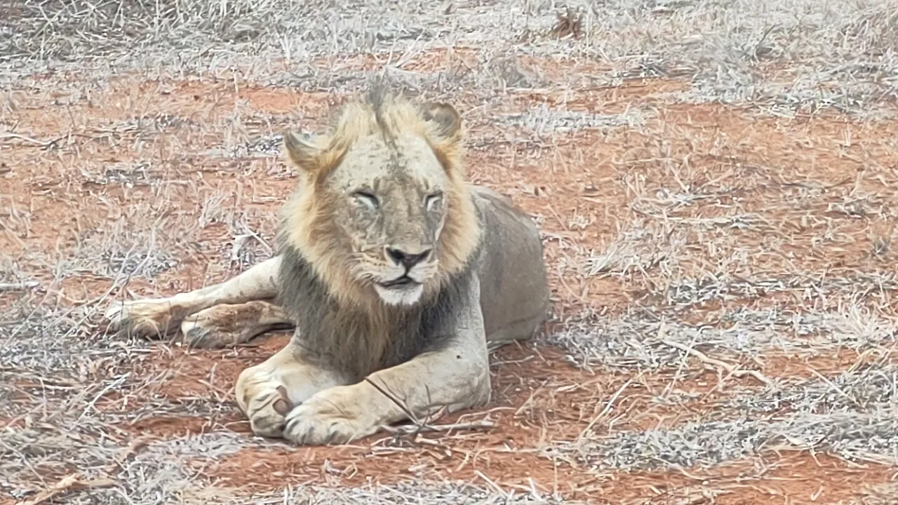 Lion resting in the open during a Tsavo East and Amboseli safari drive