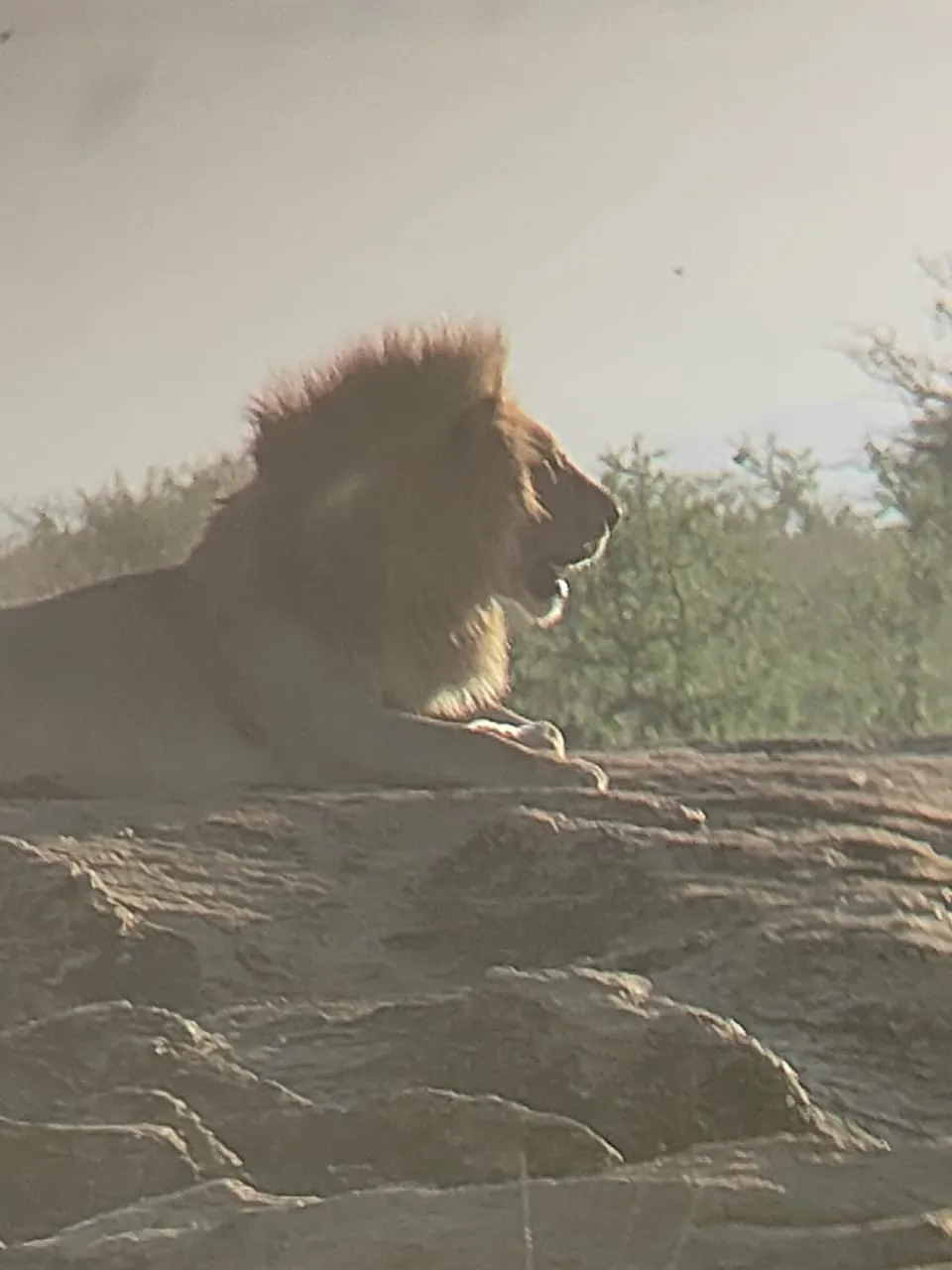 Lion on a rocky outcrop during a Tsavo East and Amboseli safari sunset moment