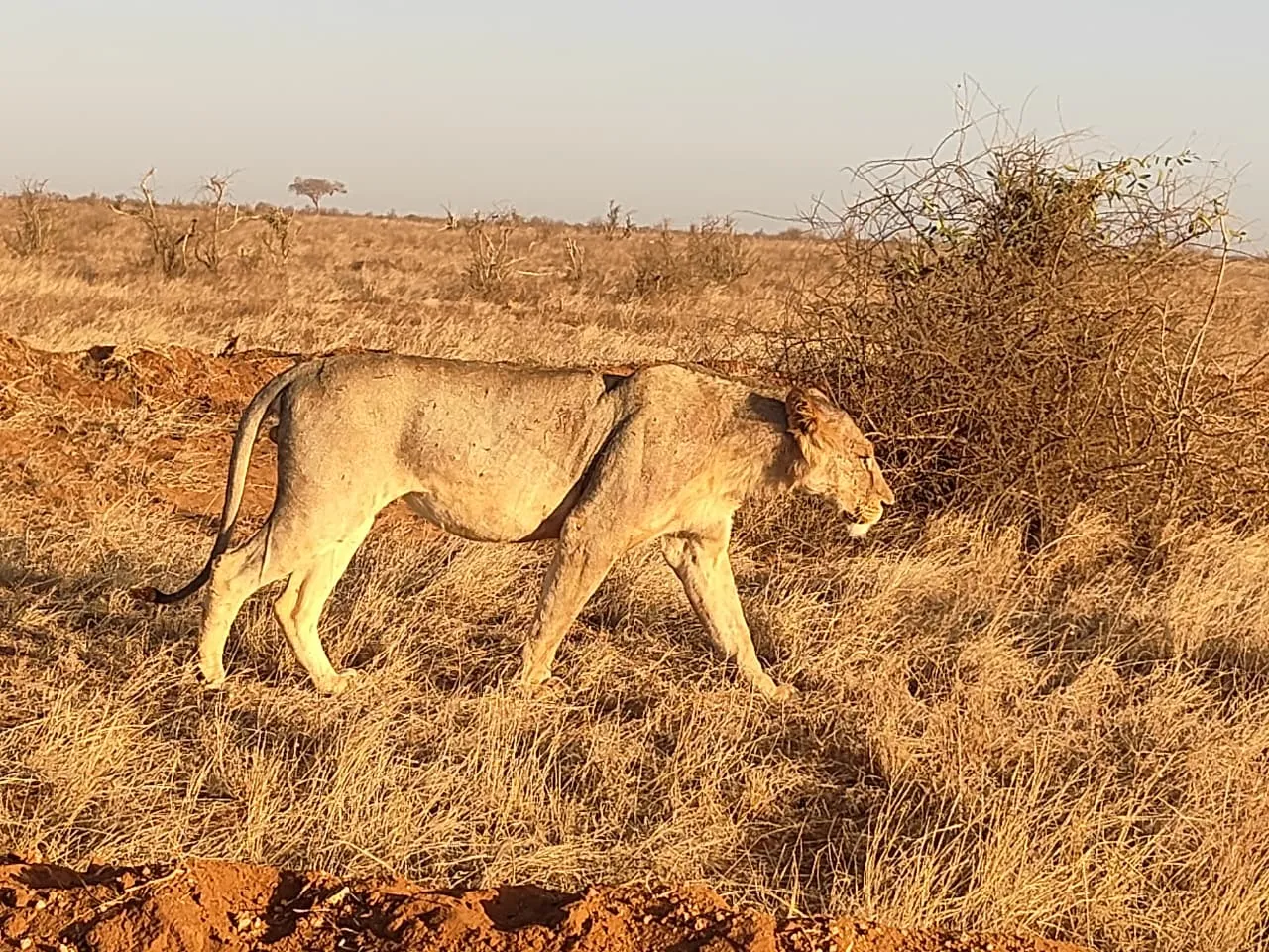 Lion walking through dry grass during a Tsavo East and Amboseli safari drive